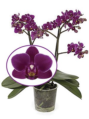 Фаленопсис гибридный Purple Princess (1 шт) - 1