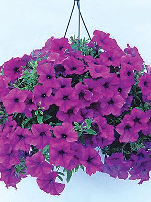 Петуния полуампельная Fanfare Lavender (1 шт)