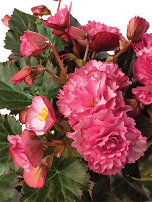 Бегония красивоцветущая (зимняя) Frivola Pink (1 шт)