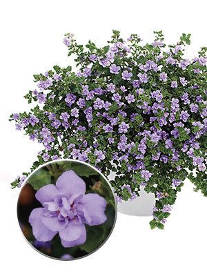 Бакопа Double Lavender (3 шт)