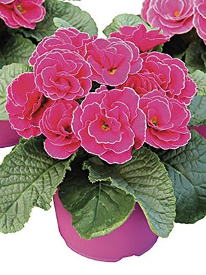 Первоцвіт звичайний (акауліс) Rubens Rose Shades F1