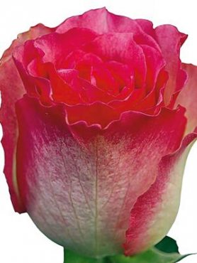 Роза чайно-гибридная Malibu (1 шт)