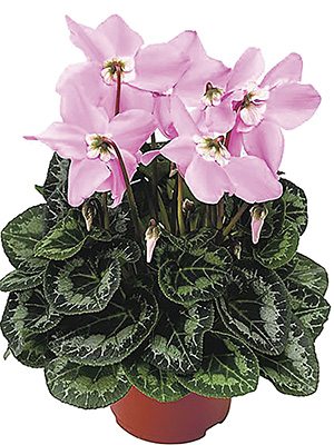 Цикламен Fleur En Vogue Pink F1 (1 шт) - 1