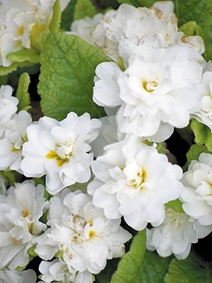 Первоцвіт звичайний Petticoat White F1