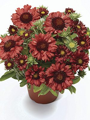 Гайлардия остистая Burgundy (3 шт) - 1