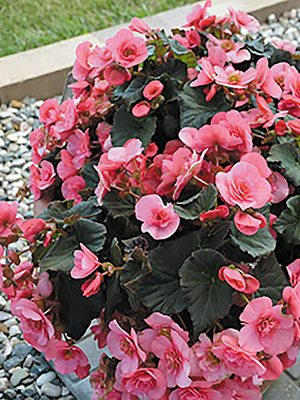 Бегония красивоцветущая Solenia Light Pink (1 шт) - 1