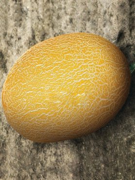 Диня Берегиня (5 г)