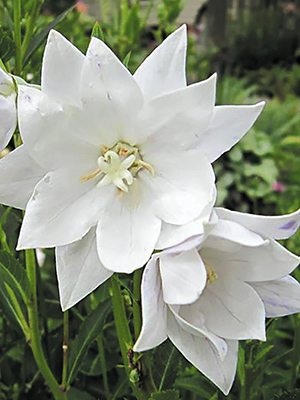 Широкодзвоники великоквіткові, махрові білі (1 шт) - 1
