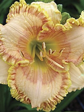 Лілейник гібридний Coventry Ruffles (1 шт) 