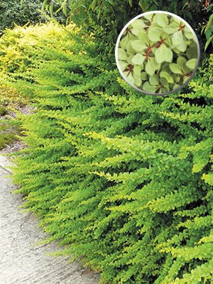 Барбарис Тунберга Green Carpet(1 шт)