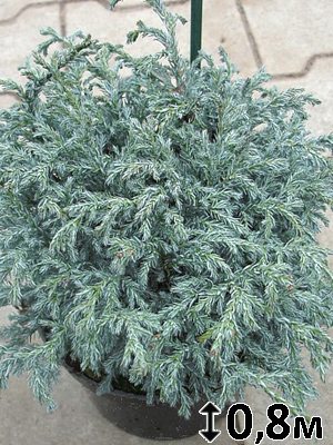 Кипарисовик горохоплодный Baby Blue (1 шт)