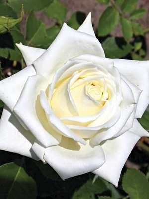 Троянди чайно-гібридна Polarstern (1 шт) - 1