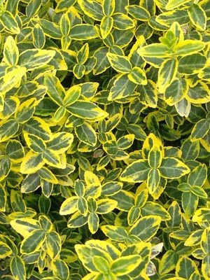 Бересклет Форчуна Emerald Gold (1 шт)
