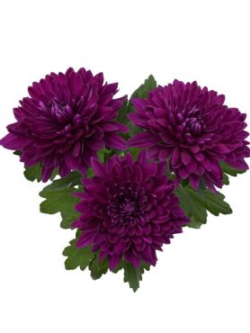 Хризантема горщикова Vido Purple (3 шт)