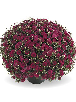 Хризантема мелкоцветковая низкорослая Harlem Purple (9 шт) - 1