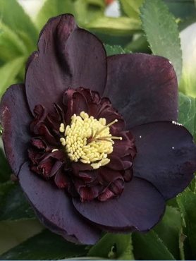 Чемерник східний анемоноподібний, буряково-чорний (1 шт)