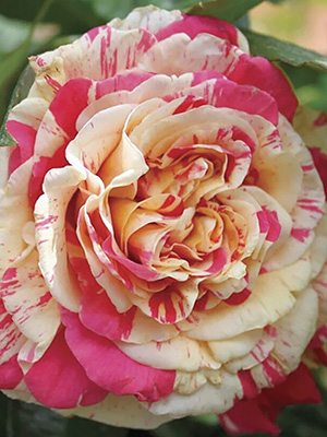 Роза плетистая Vanille Fraise (1 шт) - 1