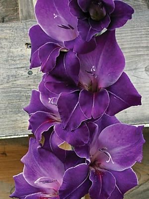Гладіолус садовий Violetta (5 шт) - 1