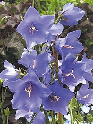 Дзвоники персиколисті Grandiflora Blue (1 шт) - 1