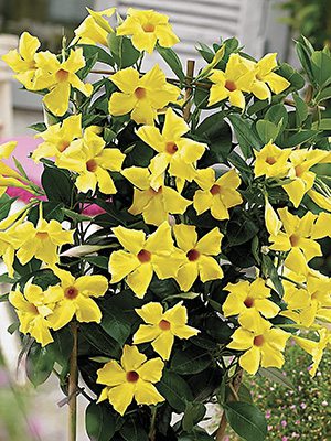 Дипладения Bloom Bells Yellow , 1 шт