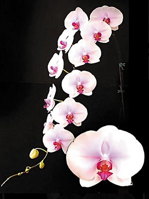 Доритенопсис Gu Keng Beauty "A09386" (1 шт)