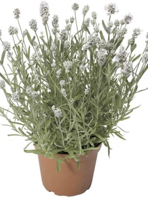 Лаванда узколистая Scent Early White (3 шт)
