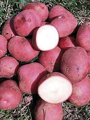 Картопля Христина - 1
