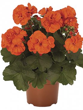 Пеларгония зональная Savannah Oh so Orange (1 шт)