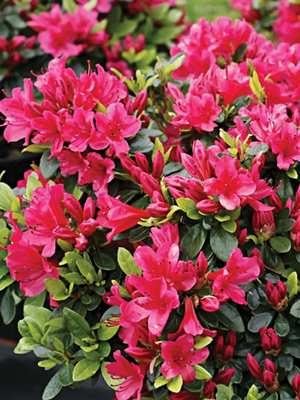 Рододендрон японський Geisha Red (1 шт) - 1