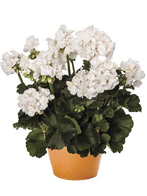 Пеларгония зональная Savannah White (1 шт) - 1