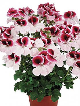Пеларгония королевская Graziosa Bicolor (1 шт)