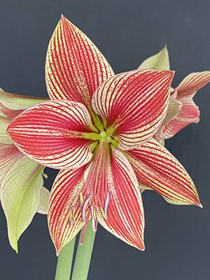 Гиппеаструм гибридный Exotic Star 22/24 (1 шт) - 1