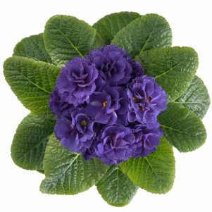Первоцвіт звичайний Petticoat Blue F1