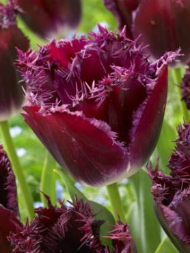 Тюльпани Бахромчасті Purple Crystal 11/12 (100 шт)