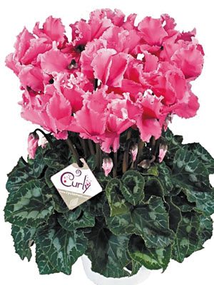 Цикламен крупноцветковый Halios Curly  Fuchsia F1(осень) (1 шт)