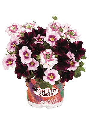 Набор Confetti Garden Pirate's Beauty (1 шт) - 1