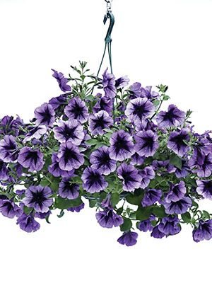 Петуния полуампельная Titan Giant Purple Star (1 шт)