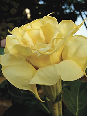 Бругмансія Double Yellow (1 шт) - 1