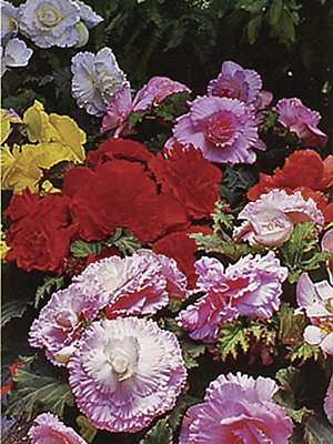 Бегония клубневая Ruffled F1, смесь (6 шт)