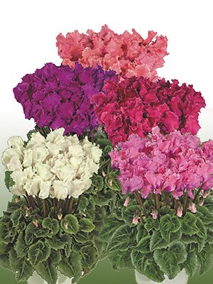 Цикламен миниатюрный Metis Melange Pom Pom F1                (3 шт)
