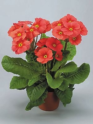 Примула высокая Stella Salmon-Red F1 (3 шт)