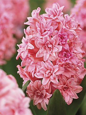 Гіацинт садовий Spring Beauty 14/15 (1 шт) - 1