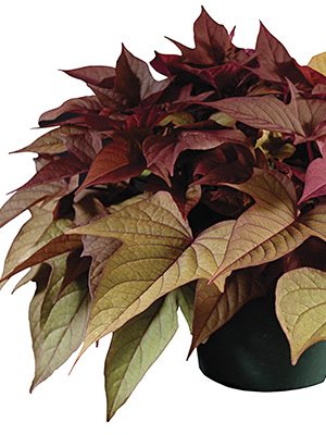 Ипомея (батат) FloraMia Rusty Red (3 шт) - 1