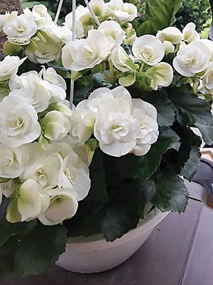 Бегония красивоцветущая (зимняя) Bonbon White (1 шт)