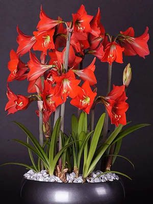Гиппеаструм гибридный Happy Garden 14/16 (1 шт) - 1