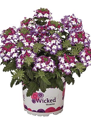Вербена гібридна Wicked Magenta - 1