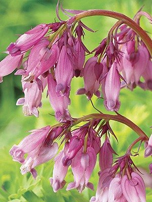 Дицентра красивая Spring Gold (1 шт) - 1