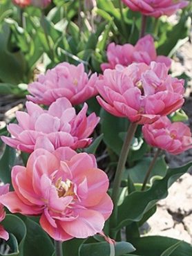 Махрові тюльпани ранні Pink Cameo 1011 (100 шт)