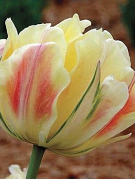 Тюльпани Махрові пізні Charming Beauty 11/12 (100 шт)