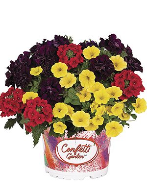 Набір рослин Confetti Garden Hippie